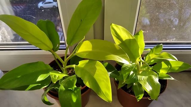 Филодендроны Lemon Lime и неизвестный.