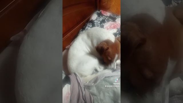 от чего дрожит джек рассел смотреть онлайн