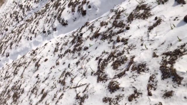 ОЗИМЫЙ ЧЕСНОК, КОГДА САЖАТЬ ? ПОСАДКА 9 ноября 2023. Наблюдение за ростом 15 января 2024. -13 С° смотреть онлайн