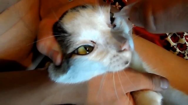 Чем лечить конъюнктивит у кошек и котов. Капли Барьер. смотреть онлайн