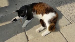 Кошка без уха мяукает Мяу 😻 Feral cat without ear meowing Meow 🐱 Kucing lucu 猫 Gato gracioso 面白い猫