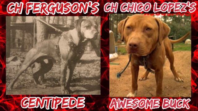 Old Family Red Nose Pitbull Story, Richard Stratton смотреть онлайн