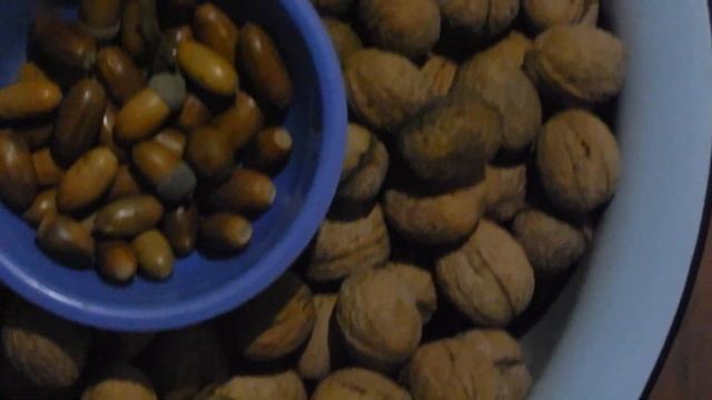 посадка орехов, жёлудей, каштанов 1 смотреть онлайн