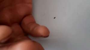 Монтаж снасти на сига, сиговка