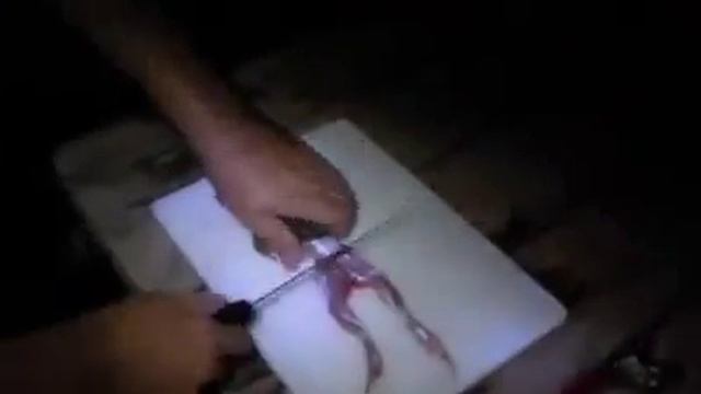 Китайцы едят все подряд смотреть онлайн