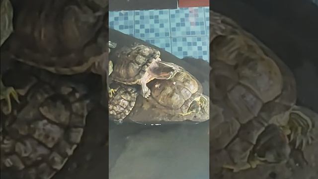 TORTOISE FUNY STORY السلحفاة смотреть онлайн