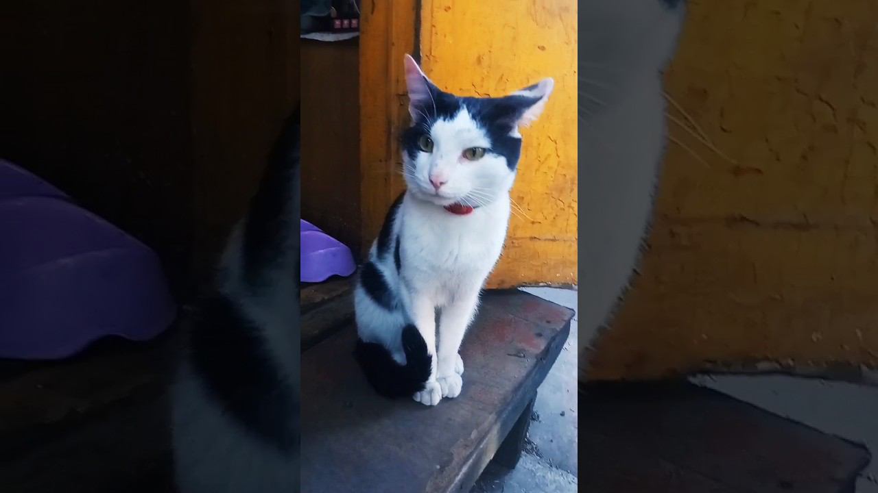 Марсик мой Милашка #милота #питомцы #cat #кот #дача #лето2023 #любовь смотреть онлайн