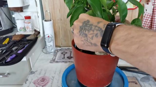 Бонсай из мандарина возраст 18 лет стиль САБАМИКИ смотреть онлайн