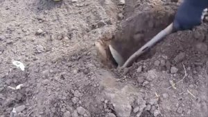 ПОСАДКА ГЛАДИОЛУСОВ И ДЕТОК.