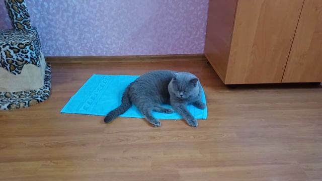 Лежанка для кота с Алиэкспресс - реакция Тихона? смотреть онлайн