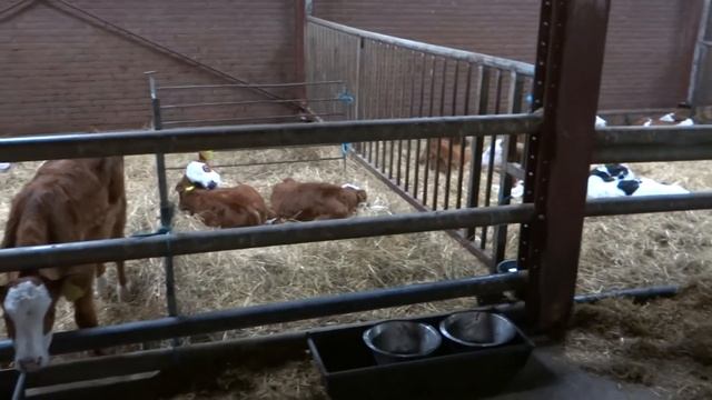 Содержание телят на ферме в Голландии смотреть онлайн