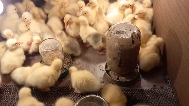 Гусята Линда 24 часа смотреть онлайн