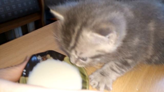 Как приучить котенка к корму смотреть онлайн