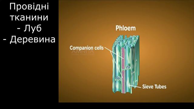 Ткани растений / Разнообразие, строение, функции.
