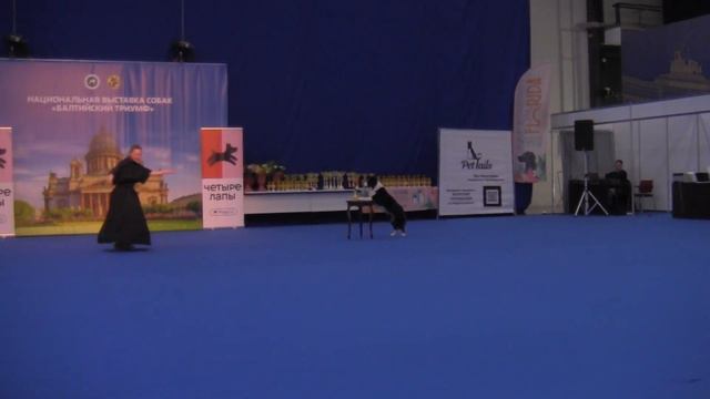 Мастер Фристайл - Пияк Екатерина и Бордер колли Айскнехт Даллас смотреть онлайн