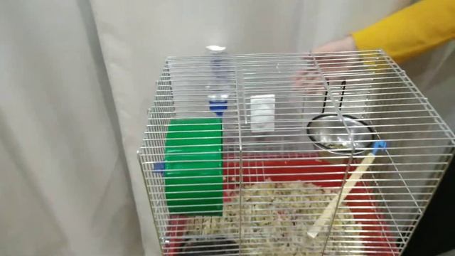 Мой питомец. Чилийская белочка дегу. смотреть онлайн
