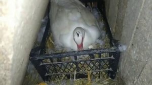 ВЫВОД ИНДОУТЯТ//ЗАБРАТЬ УТЯТ ИЛИ ОСТАВИТЬ С УТКОЙ?//