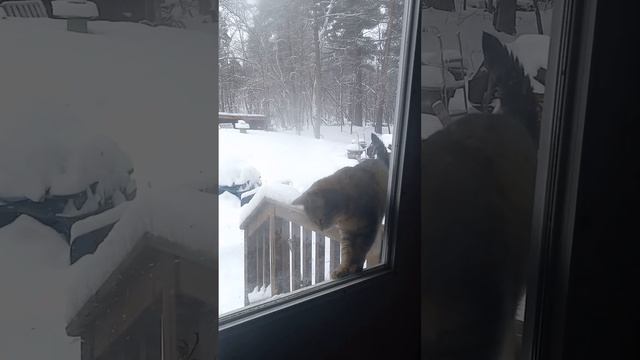 Kiwi the kitty cat wants in again смотреть онлайн