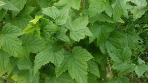 Черная смородина Селеченская 2.Отзыв о сорте