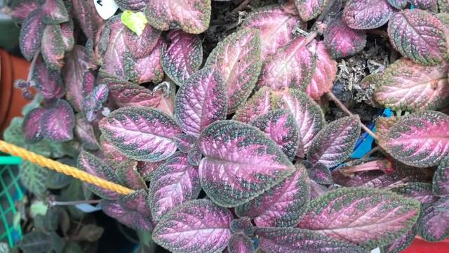 Episcia Collection смотреть онлайн