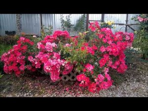 РОЗА ШТАД РОМ (Stadt Rom )