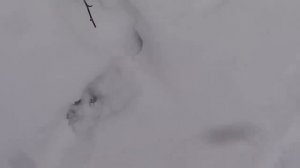 Охота. Промысел в тайге. Лайка на охоте