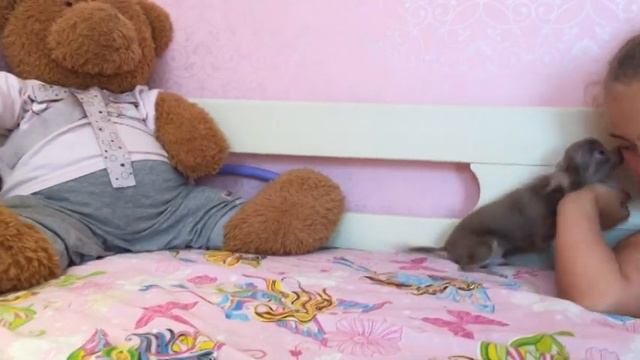 МАЛЬЧИК ЧИХУАХУА СУПЕРМИНИ. ДЛЯ ПРОДАЖИ смотреть онлайн