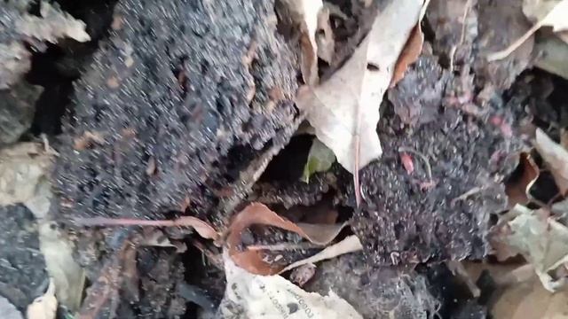 Моя технология посадки озимого чеснока