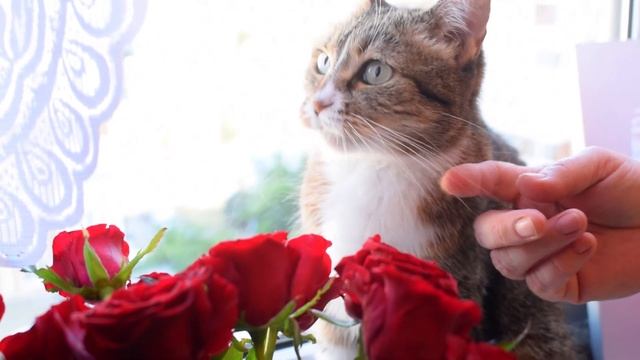 Улетный салат из свеклы. Со стола улетает сразу! Мамины рецепты смотреть онлайн