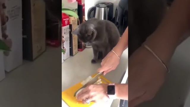 Кот и лук смотреть онлайн