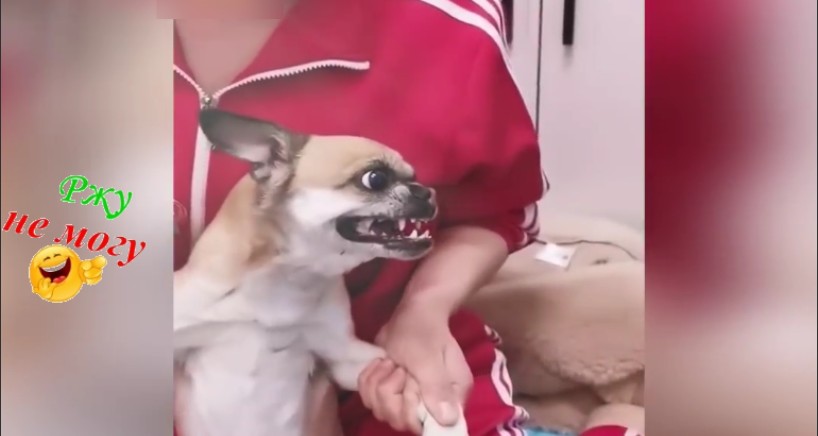 НАШИ МИЛЫЕ, ДОМАШНИЕ,РЖАЧНЫЕ ПИТОМЦЫ... смотреть онлайн