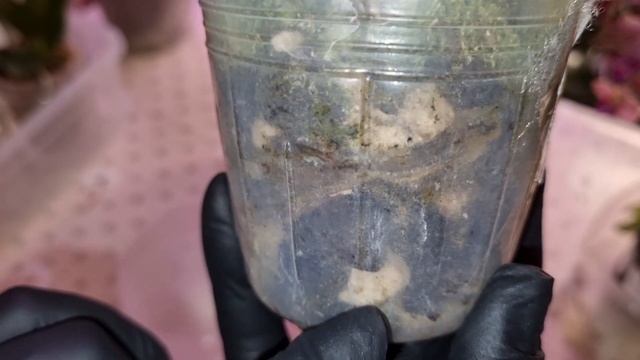 Обзор | ВСЕ НОВЫЕ ОРХИДЕИ и не только | Список в инфобоксе