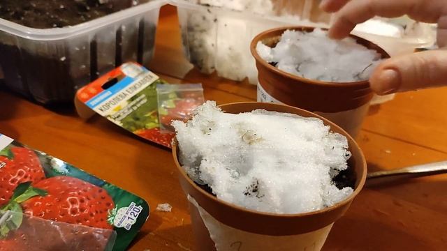 Внимание, КЛУБНИЧКА! Как нам удалось вырастить клубнику из семян - первая пикировка и новый посев смотреть онлайн