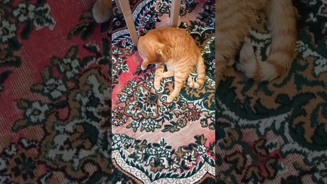 Кот Рыжик намывается, животные