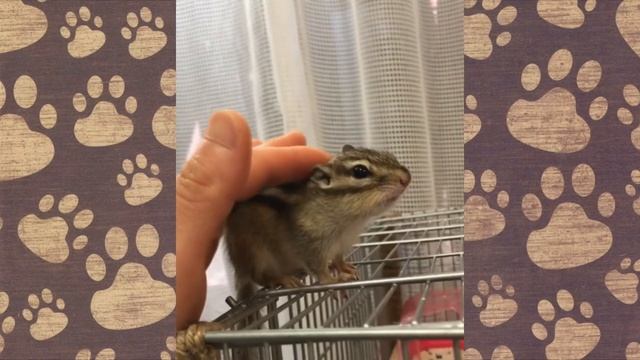 СМЕШНОЙ БУРУНДУК ЧЕЛЛЕНДЖ ОЗВУЧКА ПРИКОЛЫ С ЖИВОТНЫМИ! СТАВЬ ЛАЙК смотреть онлайн