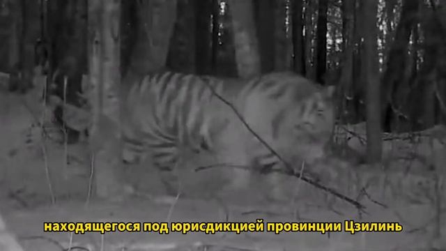 Дикие амурские тигры регулярно встречаются в провинции Цзилинь Китая смотреть онлайн