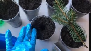 Сажаем черенки голубой ели