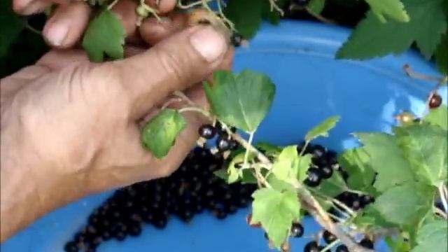 Как собирают смородину