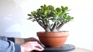 Полейте ЭТИМ ДЕНЕЖНОЕ ДЕРЕВО И Оно Зацветет / Лучшая Подкормка Для ТОЛСТЯНКИ