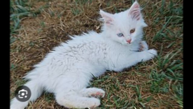 ванские кошки смотреть онлайн