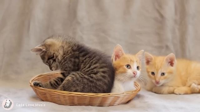 EXTREME Relaxation Music for Cats - Music to Relax Cats, Deep Relaxation, Stress Relief♬ смотреть онлайн