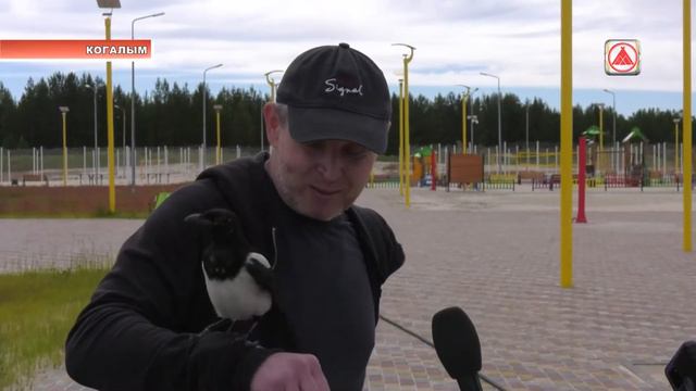 Сороку-эколога тренируют в Когалыме смотреть онлайн