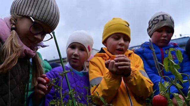 Сбор урожая на школьном огороде смотреть онлайн