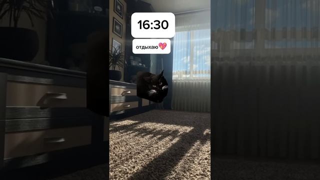 Моё Воскресенье_ Рекомендации Котики Мемныекоты Мемы Мем Рек Настроение Капкут Новыйгод смотреть онлайн