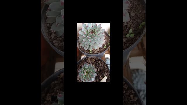 #short Sempervivum calcareum o uñas de señorita❤️❤️❤️ смотреть онлайн