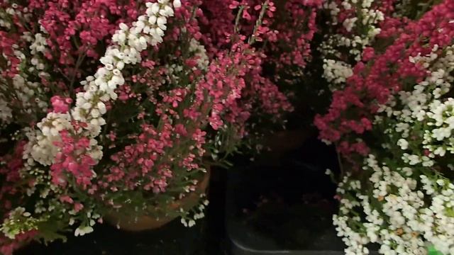 Erica gracilis смотреть онлайн