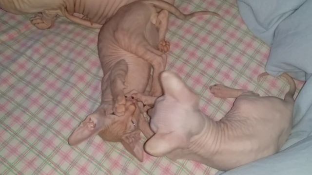 сфинксы Тюмень смотреть онлайн