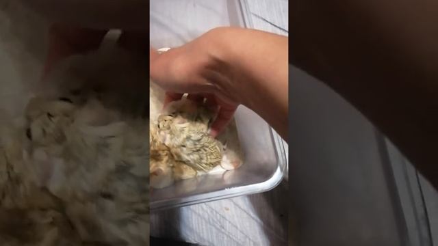 Жирнохвостые песчанки смотреть онлайн