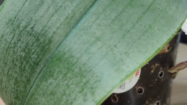 История одной орхидеи... phalaenopsis gigantea × sib смотреть онлайн