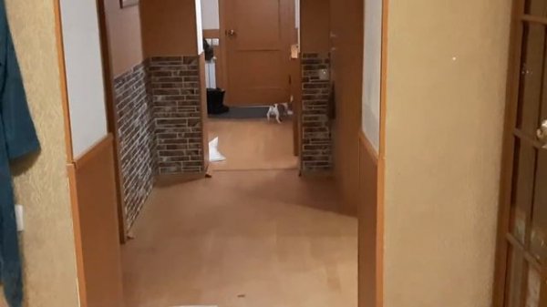 Джек Рассел. Хулиганит на Новый Год.